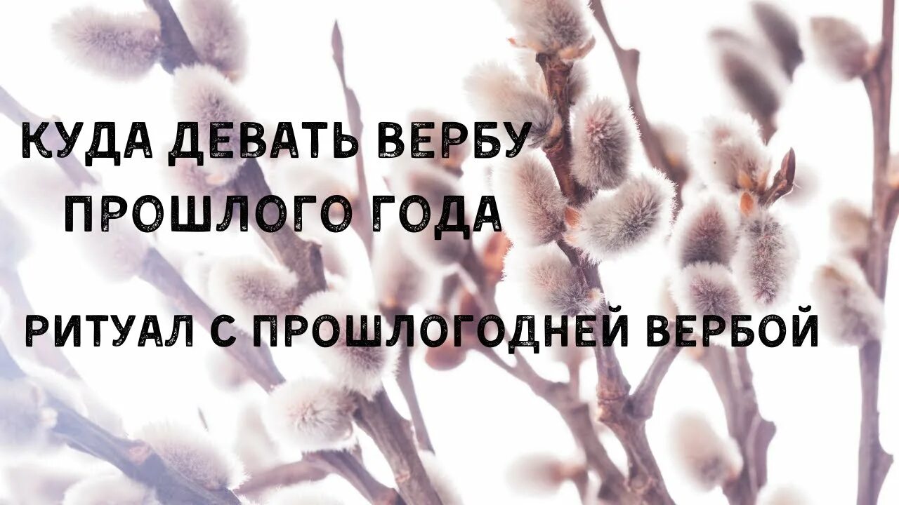 Куда деть веточки вербы. Куда девать вербу с прошлого года. Что делают с веточками вербы прошлого года. Ритуал с вербой. Куда деть прошлогодние Вербочки.