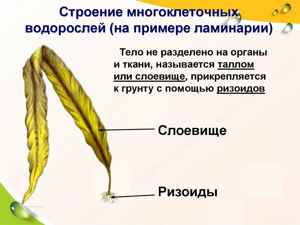 Строение водорослей 5. Строение таллома ламинарии. Строение слоевища ламинарии. Строение слоевища водорослей. Бурые водоросли биология строение.