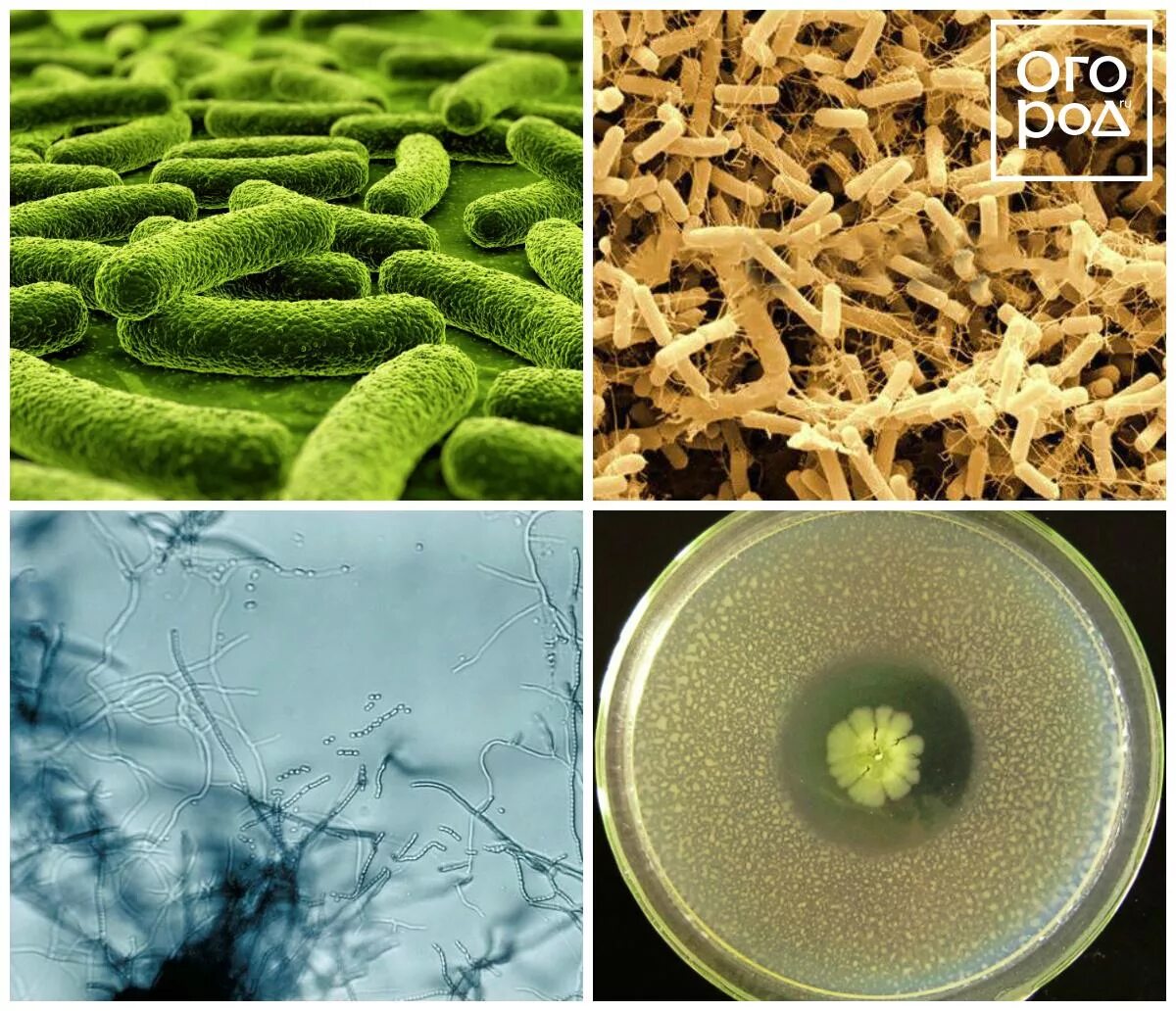 Полезные микроорганизмы. Полезные микробы. Полезные и патогенные бактерии. Полезные микробы микробиология.