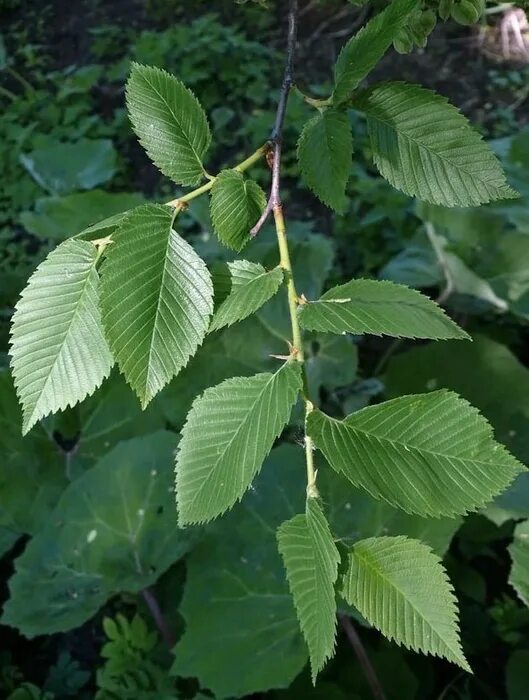 красный вяз. Ulmus glabra. вяз высота дерева. вяз 4 буквы. вяз 4 буквы.