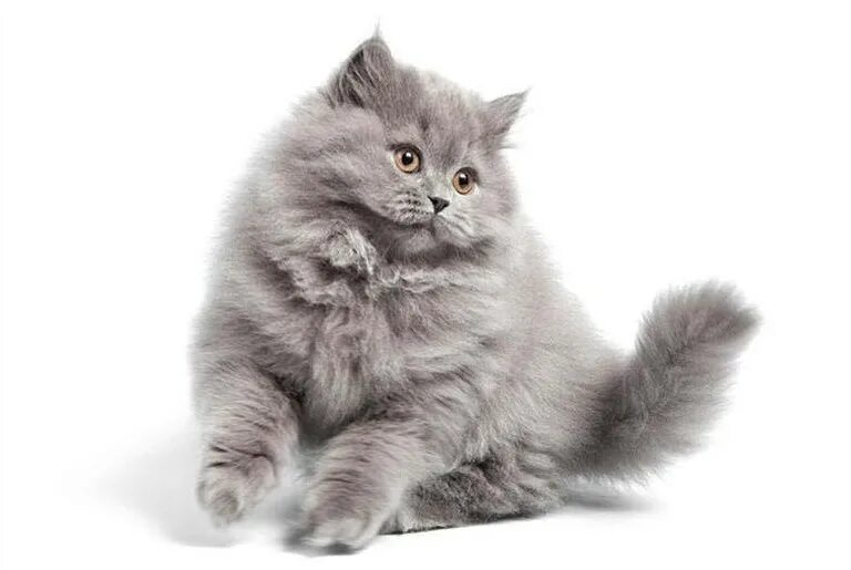 британская длинношёрстная кошка. британская длинношерстная тобби. британская длинношёрстная кошка серая. британская длинношёрстная кошка. британская длинношёрстная кошка дымчатая.