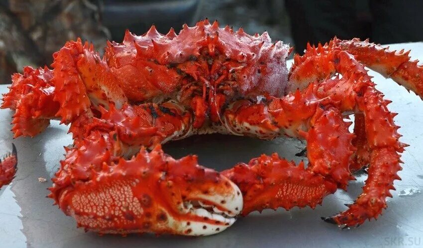 Дальневосточный краб. Дальневосточный краб мурманск. Магаданский краб. Краб дальнего востока. Колючий королевский краб.