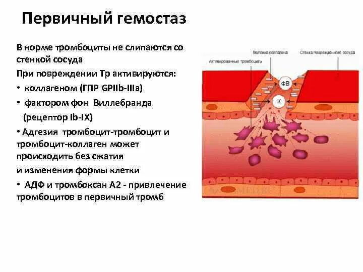 Тромбоцитах делают операцию. Показатель склеивания тромбоцитов. Гемостаз тромбоциты. Процесс склеивания тромбоцитов. Тромбоциты не в норме.