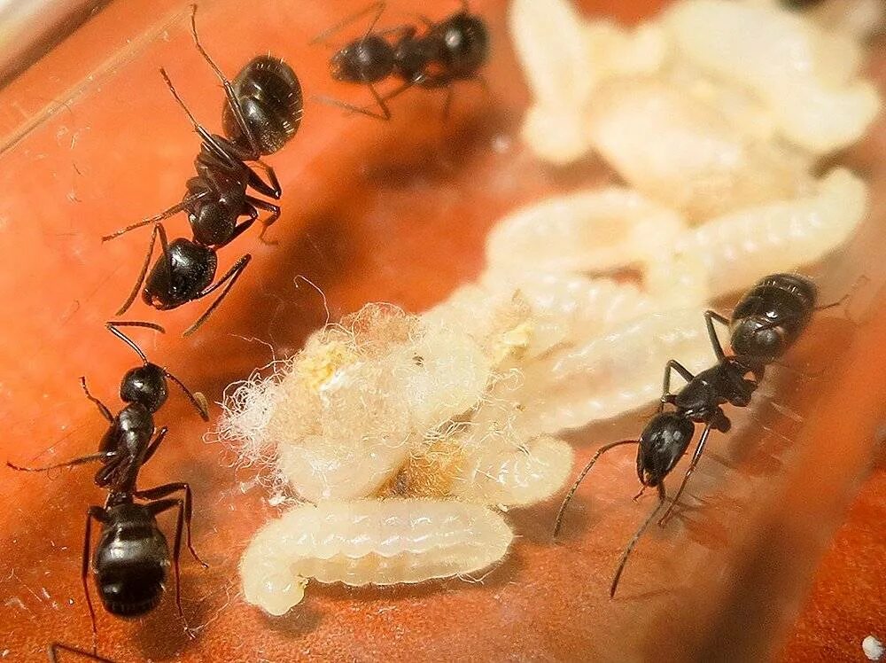 Черные муравьи появились. Фараоновые муравьи Муравейник. Фараоновы муравьи личинки. Муравей яйцо личинка кокон.