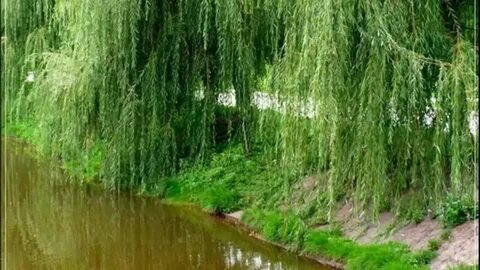 Распустила косы ива смотрит в речку горделиво
