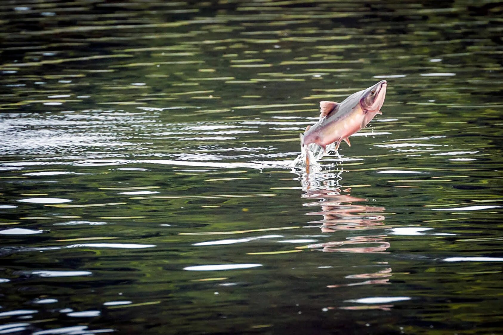 Рыбка на прозрачном фоне. Рыба выпрыгивает из воды. Стихия воды. Всплесками рыбы. Вода рисунок.