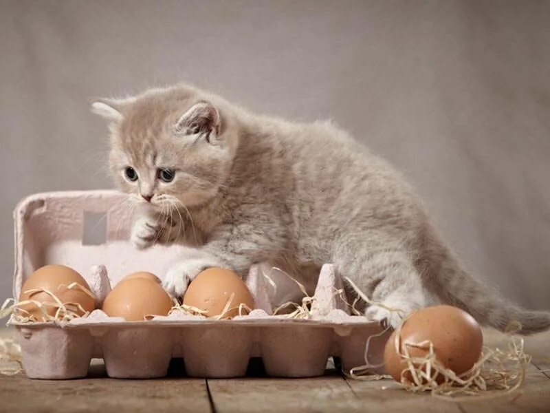 Кошке можно давать яйцо
