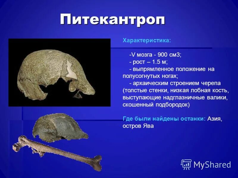 Питекантроп особенности строения. Питекантроп строение. Неандерталец питекантроп синантроп. Питекантроп исторический возраст. Дриопитек австралопитек таблица.