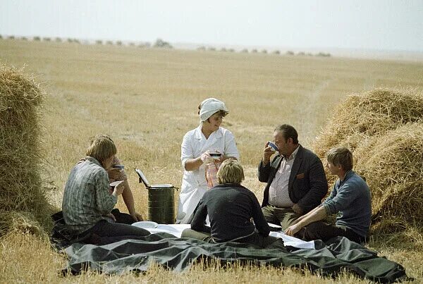 The Healthy Natural Food in the Field. Family Dinner Stock Image - Image of farm