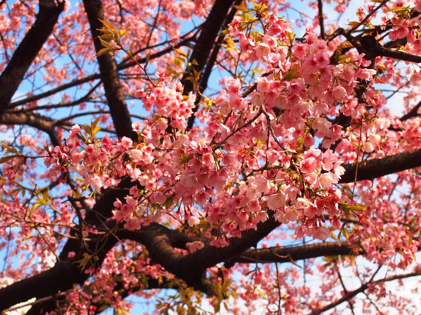 «Праздник цветения вишни-Сакуры», «праздник хризантем»). Ханами праздник цветения Сакуры. Ханами – любование сакурой в Японии. О-Ханами — фестиваль цветения и любования сакурой в Японии.