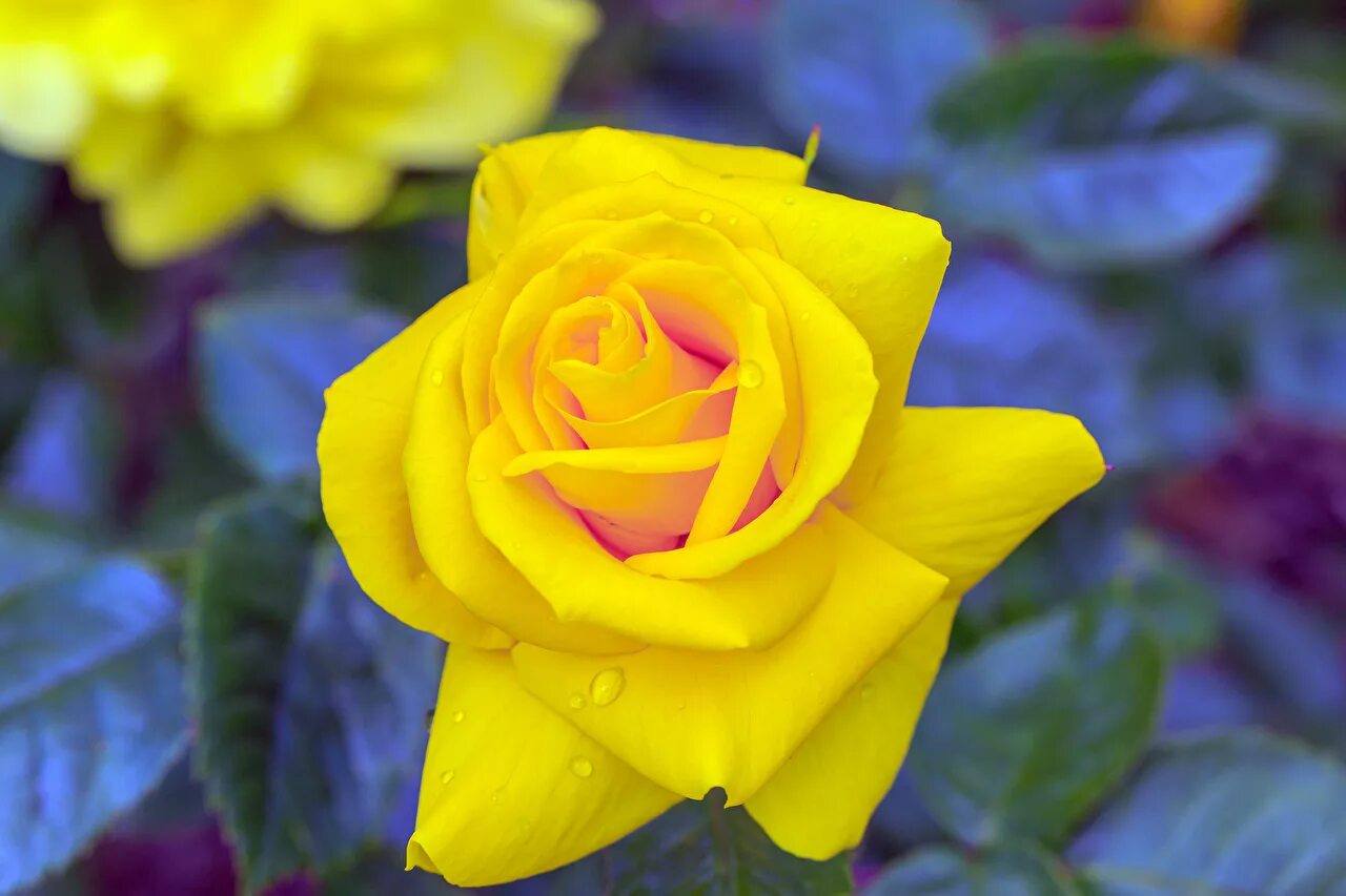 Ярко желтыми цветами. Роза Клео желтая. Роза Йеллоу мейлов. Роза Бамблби Кюль. Роза Торо желтая.