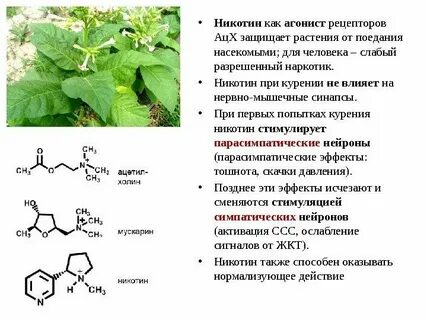 Определите какую массу растений сохранит от поедания