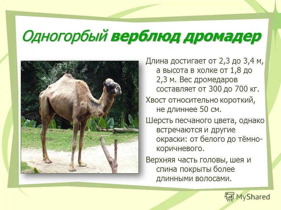 Рыбы красной книги. Кожная мигрирующая личинка. Варан умра лекарство состав. Самый большой синий кит. 4 присоски и венчик крючьев.