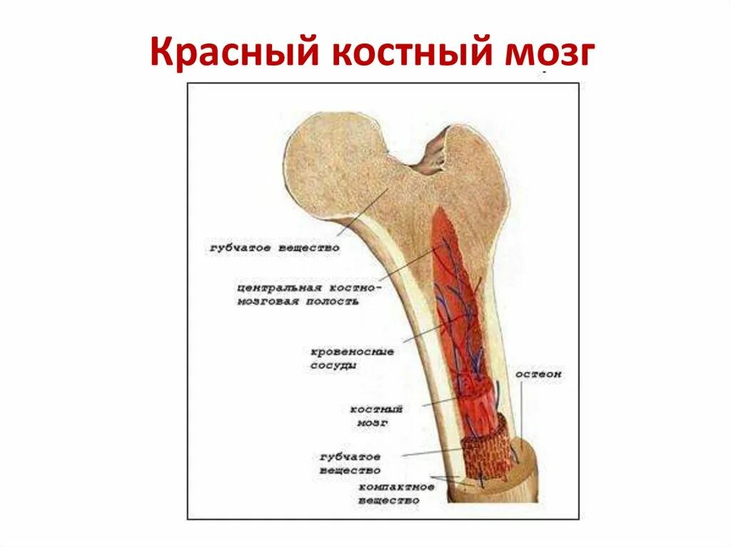 Где находится желтый костный мозг в трубчатых. Строение кости желтый костный мозг. Желтый костный мозг строение. Красный и желтый костный мозг. Функции желтого костного мозга в трубчатой кости.