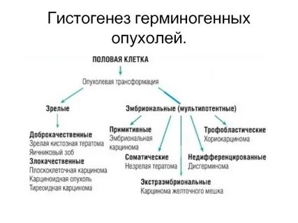 Герминогенные опухоли у мужчин по утвержденным
