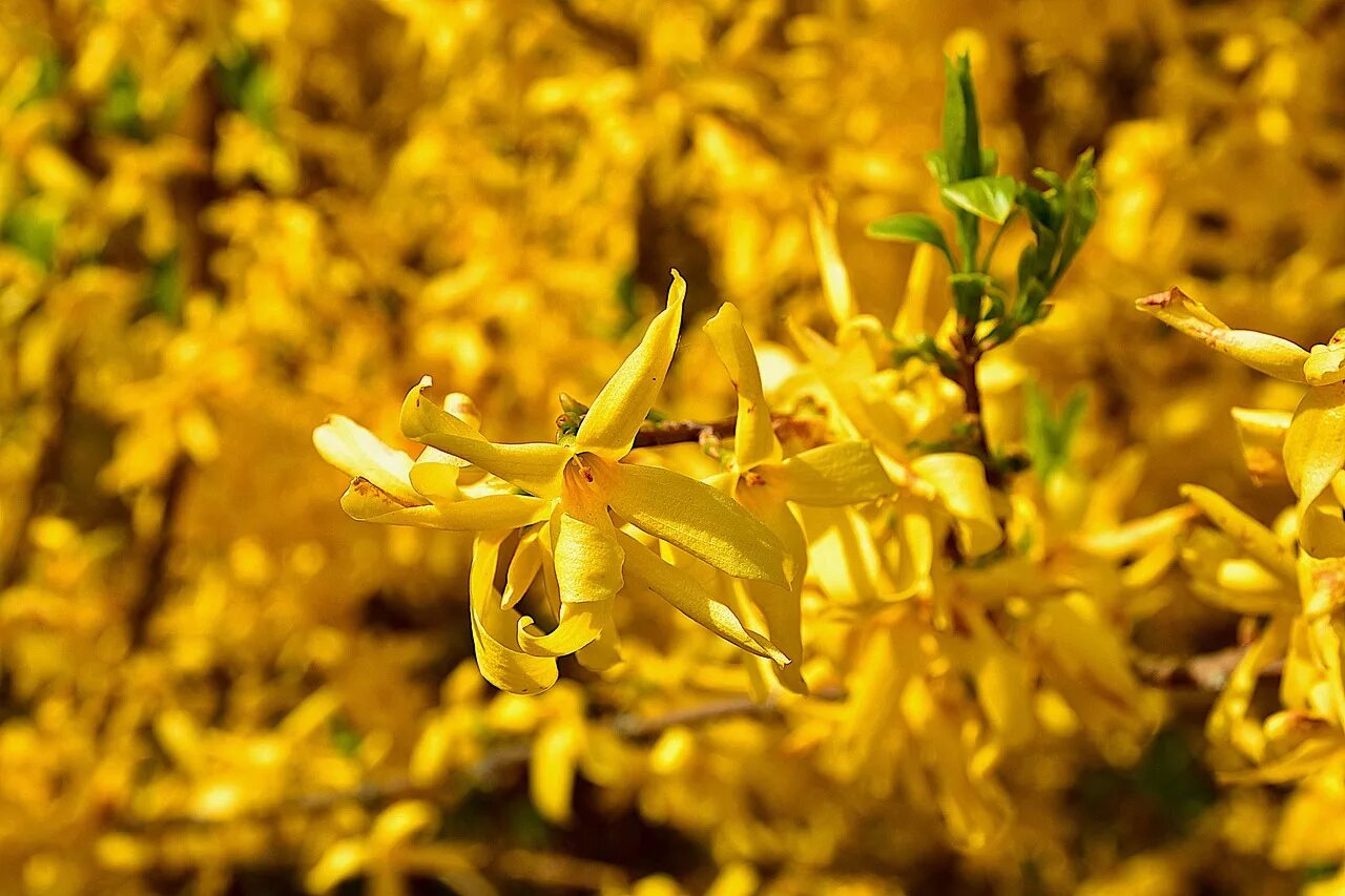 форзиция европейская — forsythia europaea. цветок форзиция желтая. форзиция голден таймс. цветение форзиции. форзиция tetragold.