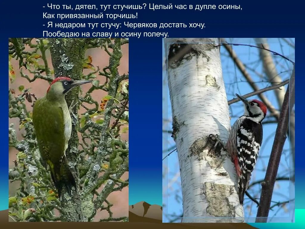 Почему дятлы получили такое название