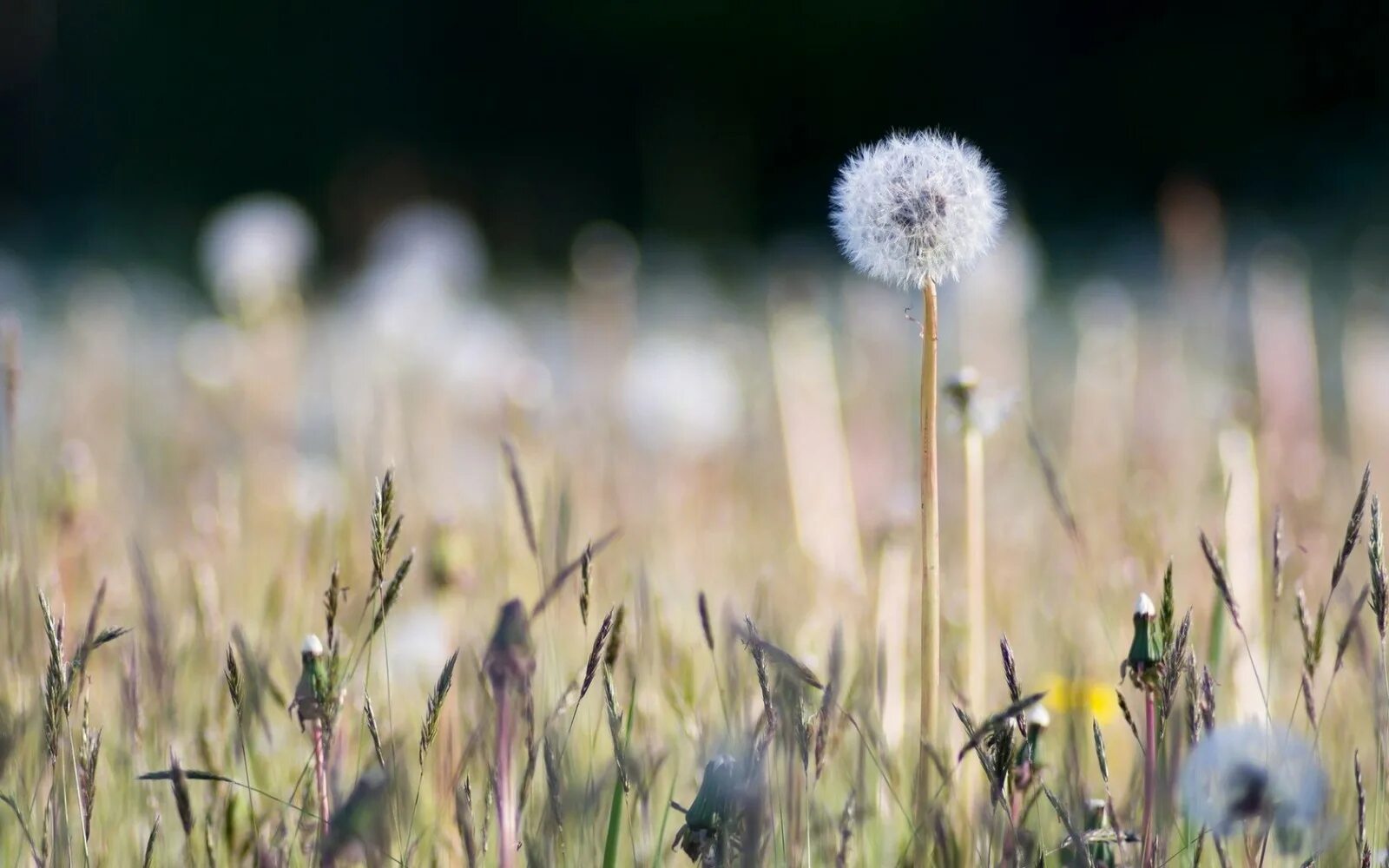 Dandelion field