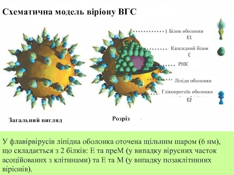 Белки гепатита с. Вирус гепатита а микробиология. Гепатит с строение. Строение вируса гепатита c. Вирусный гепатит в строение.