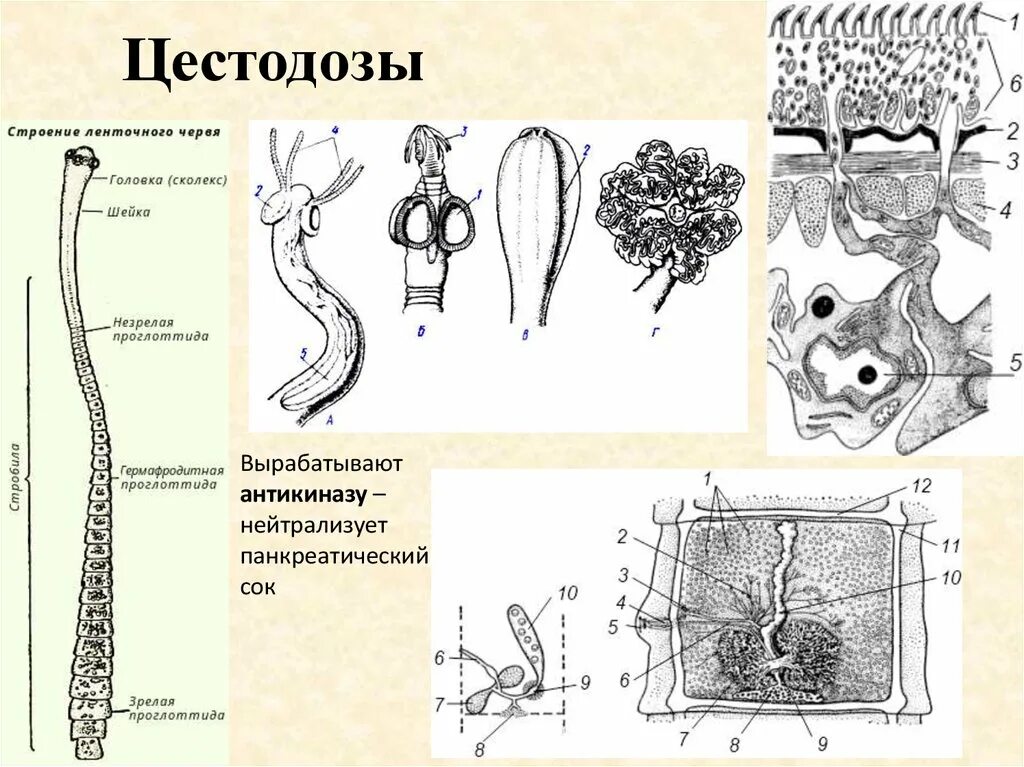 Про ленточных червей. Строение сколекса цестод. Ленточные черви строение. Строение ленточного червя. Схема строения аппарата цестод.