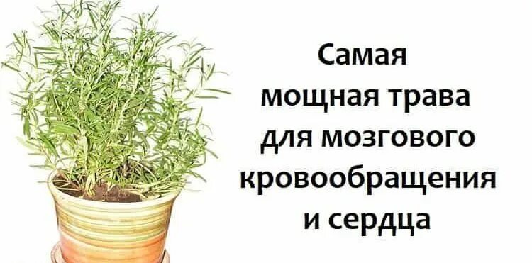 Травки для кровообращения. Травы для улучшения памяти. Травяной сбор для улучшения кровообращения. Чай для памяти и мозга. Розмарин.