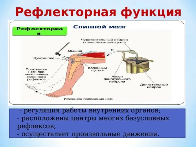 Рефлекторной регуляции функций. Рефлекс, реализующий произвольное движение. Рефлекторная функция лс. Биологические аэрозоли.