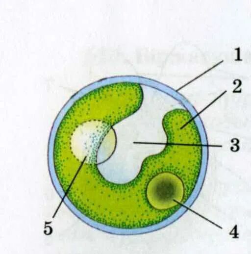 Строение хлореллы. Хлорелла строение клетки. Хлорелла строение рисунок. Строение клетки водоросли хлорелла. Хлорелла водоросль строение.