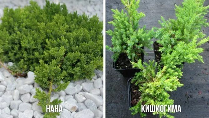 Купить Можжевельник Лежачий Кишиогма на штамбе АКЦИЯ С7/-100/ в питомнике в Моск