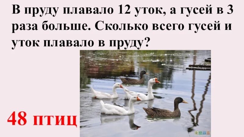 В пруду плавали несколько уток. В пруду плавали утки лебеди и гуси. Сколько уток плавает в пруду. Утки плавают в пруду. Сколько уток.