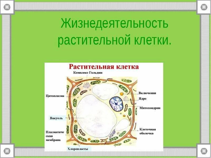 Растительная клетка обмен веществ. Жизнедеятельность клетки. Жизнедеятельность клетки растений. Строение и жизнедеятельность растительной клетки. Жизнедеятельность растительной клетки.