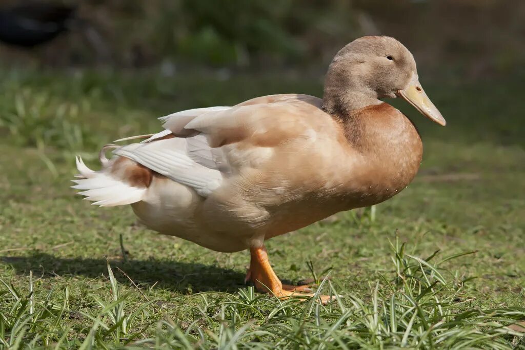 Good duck. Утка Орпингтон. Утка породы Орпингтон. Хаки-Кемпбелл порода уток. Пекинская хохлатая утка.