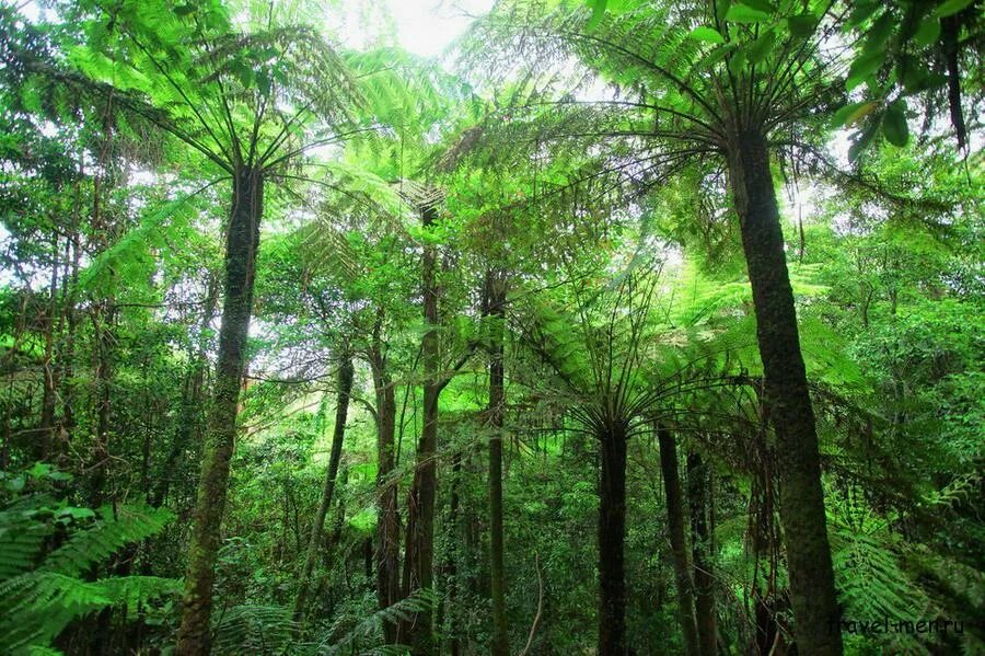Переменно влажные леса температура. Эвкалиптовые леса субтропиков Австралии. Тасмания папоротники. Субэкваториальные леса Южной Америки. Дождевые тропические леса Австралии.