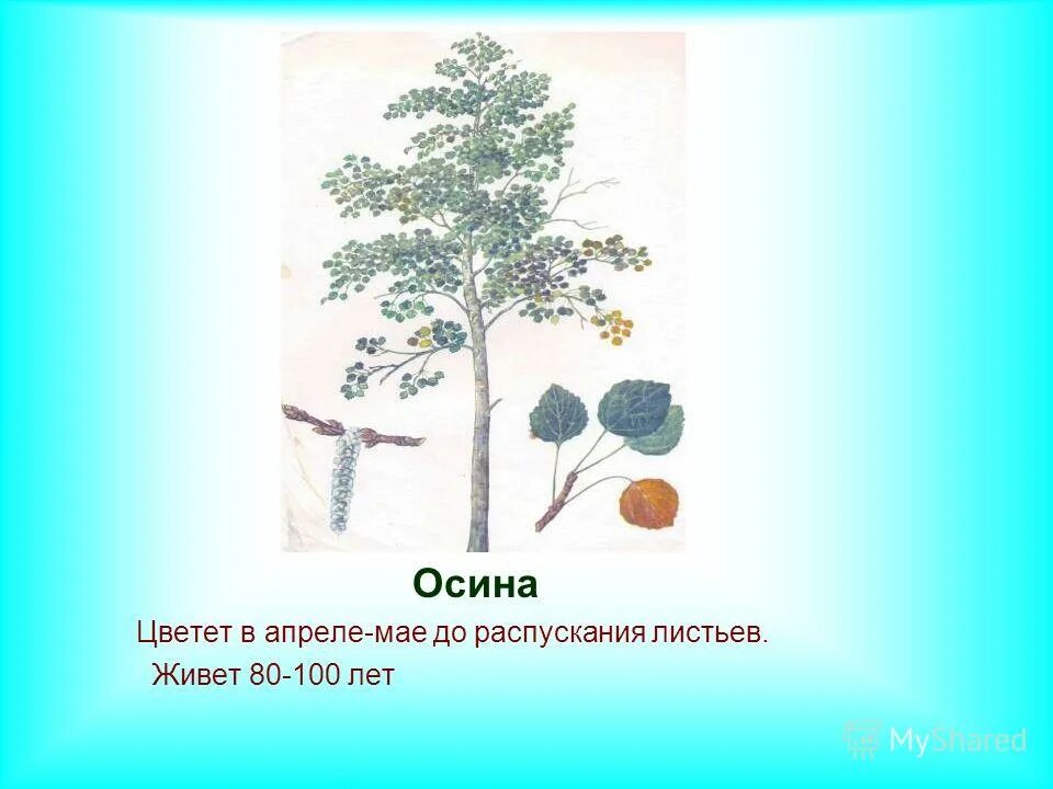 тополь дрожащий (populus tremula). осина дерево описание. осина сибирская. осина дерево описание. осина живет.