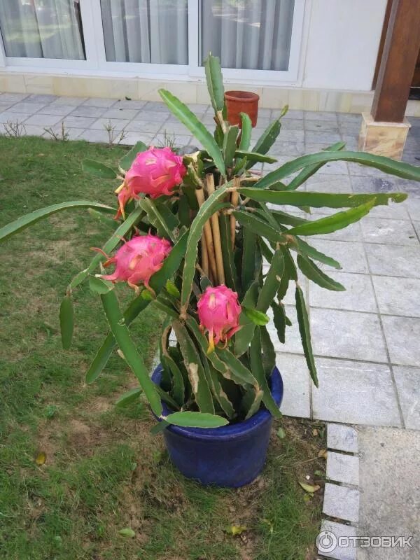 Nongmo Dragon Fruit Pitaya Seeds 100 Pcsbag - BestSeedsOnline.com - Free Shippin