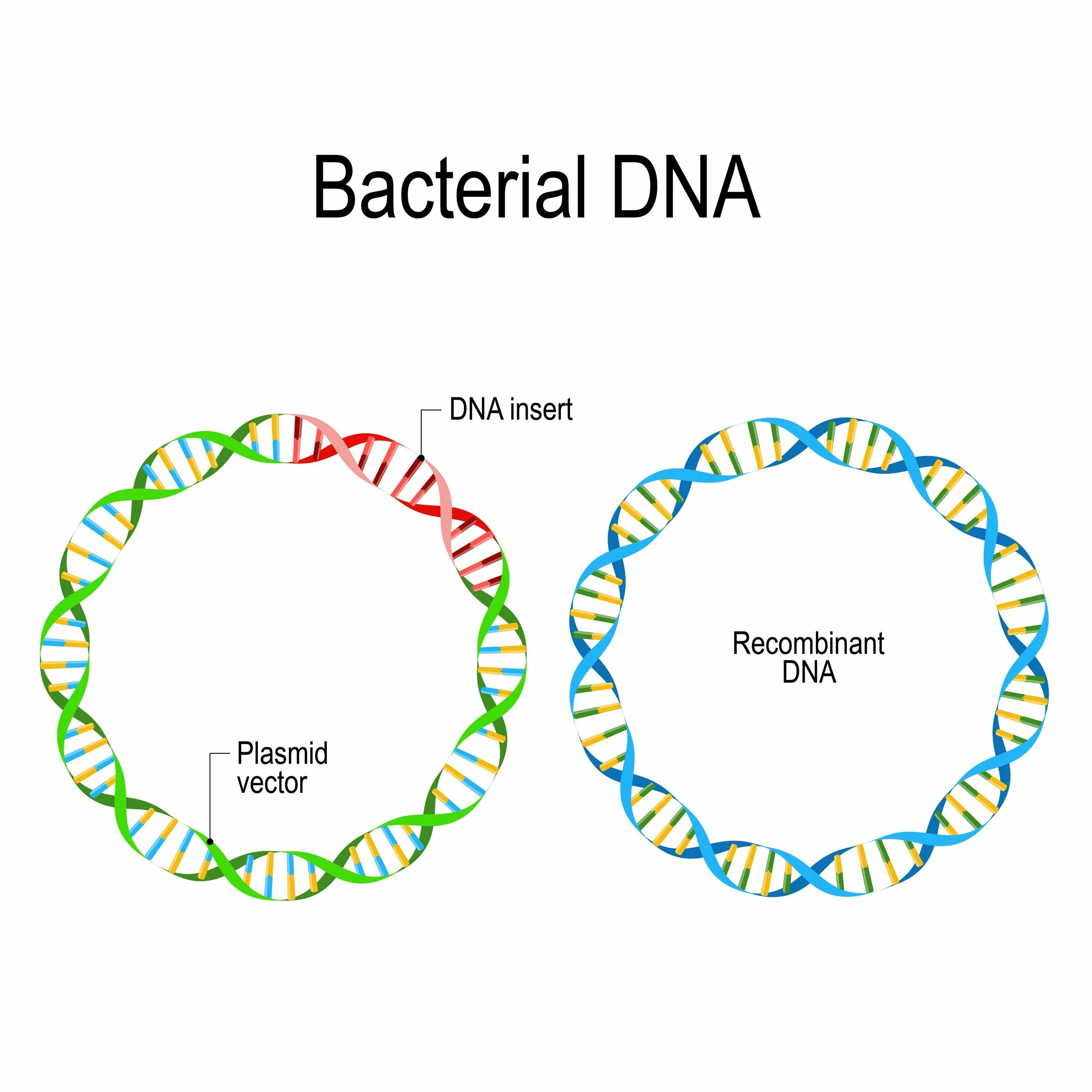Форма днк бактерий. Строение плазмиды бактерий. Плазмиды бацилл. Плазмидная ДНК бактерий. Схема строения плазмиды.