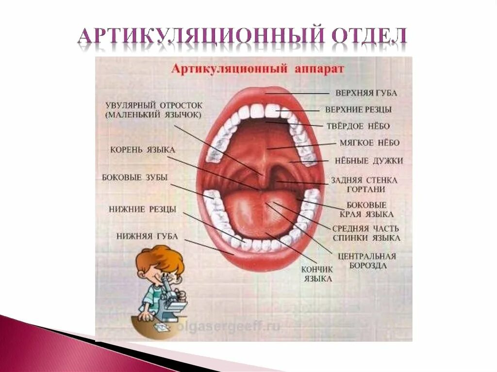 Артикуляция аппараты. Строение артикуляционного отдела речевого аппарата. Схема «строение артикуляционного аппарата». Артикуляционный отдел периферического речевого аппарата. Строение периферического артикуляционного аппарата.