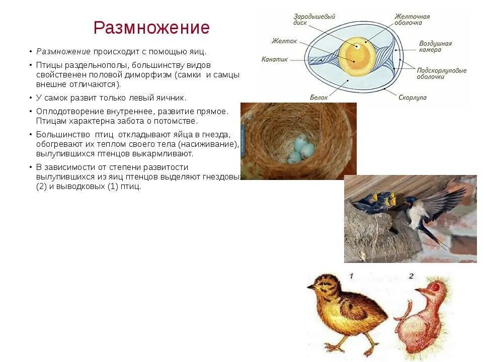 Размножение птиц конспект