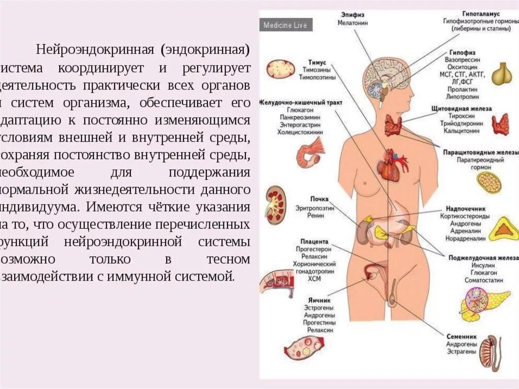 Функции эндокринная система железы внутренней секреции. Строение эндокринной системы человека железы внутренней секреции. Эндокринные железы человека ЕГЭ биология. .Система желез внутренней секреции. Функции.