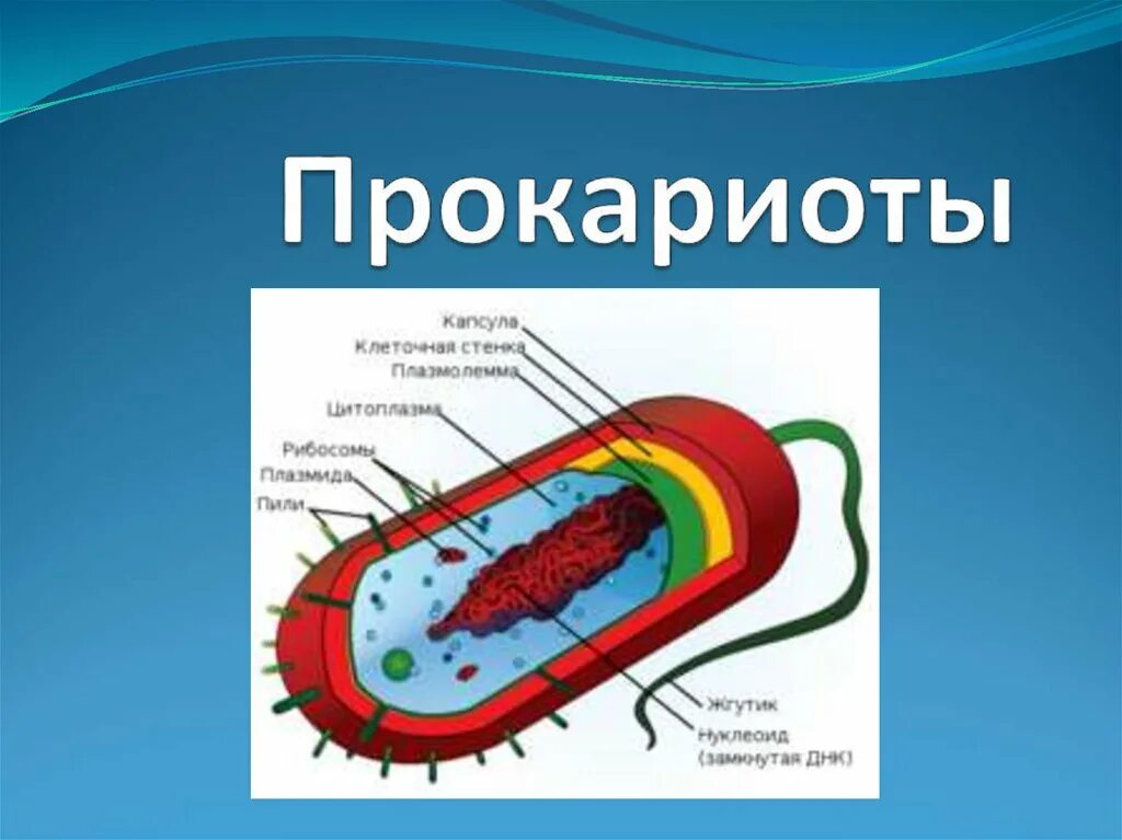 Прокариоты где