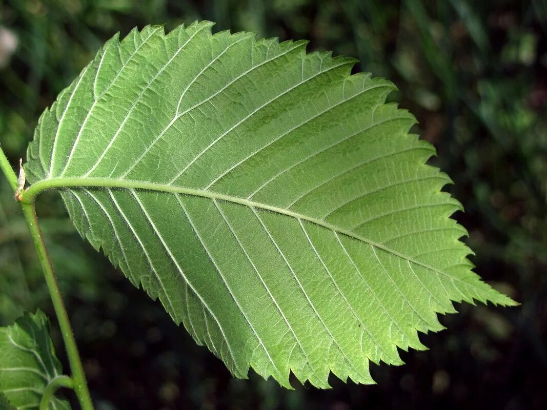 Листья кустов фото с названиями. Вяз гладкий (Ulmus laevis). Ulmus laevis листья. Вяз граболистный (Ulmus suberosa). Вяз обыкновенный Ulmus laevis.