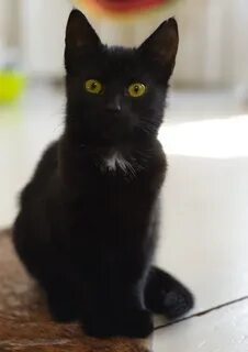 Имя для котенка черного цвета