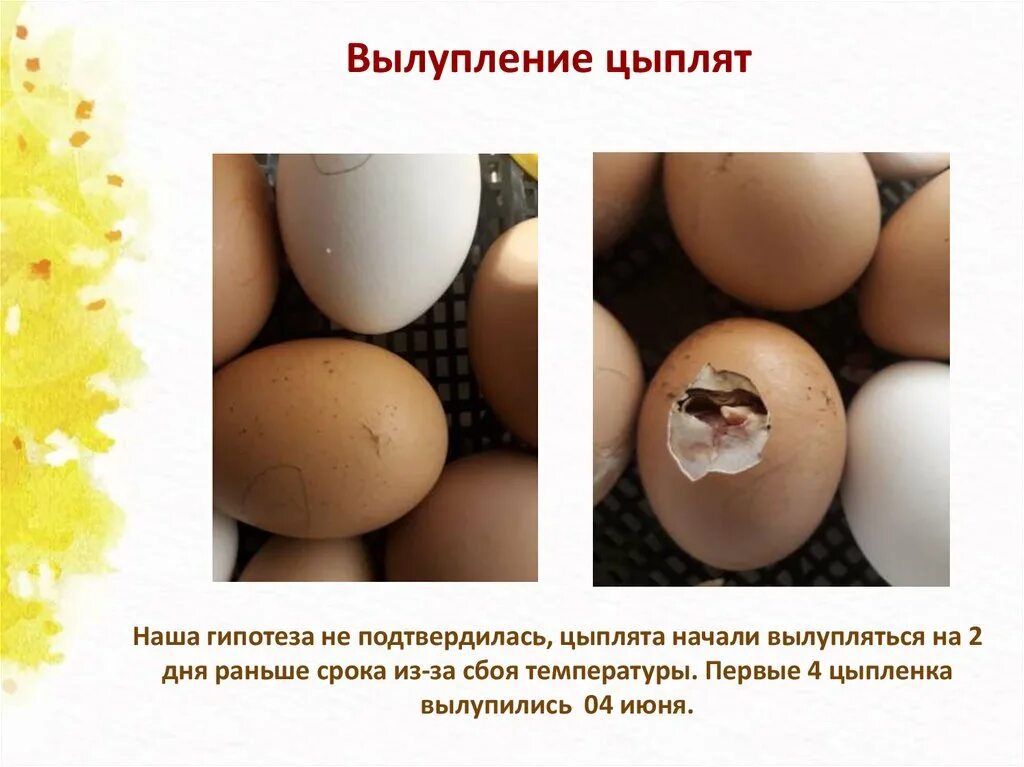 Есть ли цыпленок в яйце. Вылупление цыплят. Как определить пол цыпленка. Вылупившиеся цыплята. Как вылупляются цыплята.