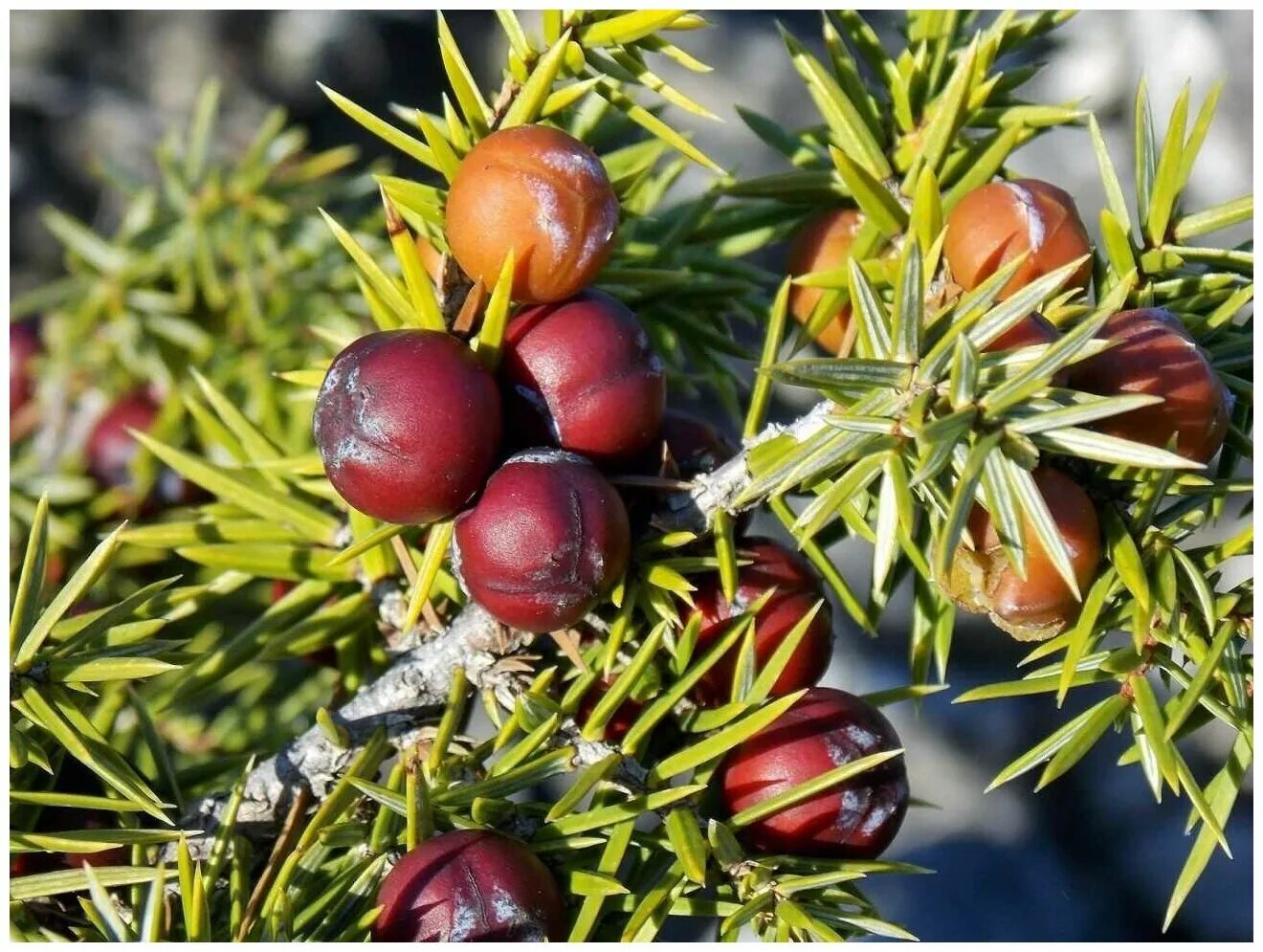 можжевельник эдельвейс. можжевельник плодовый. можжевельник скальный арнольд. можжевельник казацкий ягоды. шишкоягода можжевельника это.
