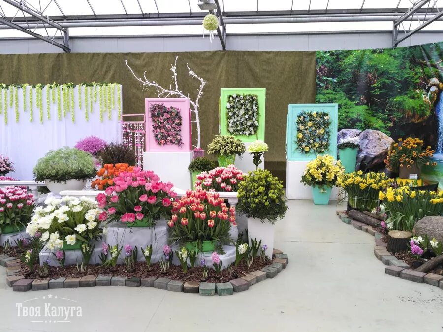 Выставка цветов в калуге. Калуга галантус выставки. Калуга выставка галантус 2023. Цветочная выставка галантус. Калуга выставка галантус 2023.