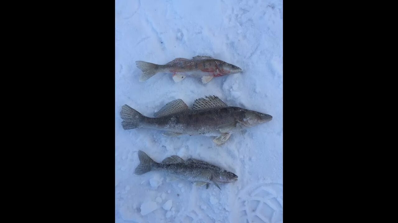 Рыбалка на каме. Судак рыба зимой. Куусамо рясанен. Ловля судака 2022 зима. Камская щука.
