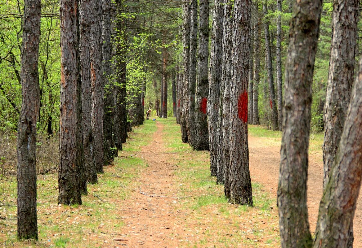 лебяжье лесничество. где живет осень. лиственничная аллея лиственница. лесосека. сосновый бор ленинградская область леса.