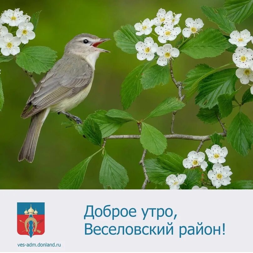 Добрый соловьиный майский вечер. Осенние птицы. Гамзатов песня соловья. Обыкновенный соловей. Соловьи.