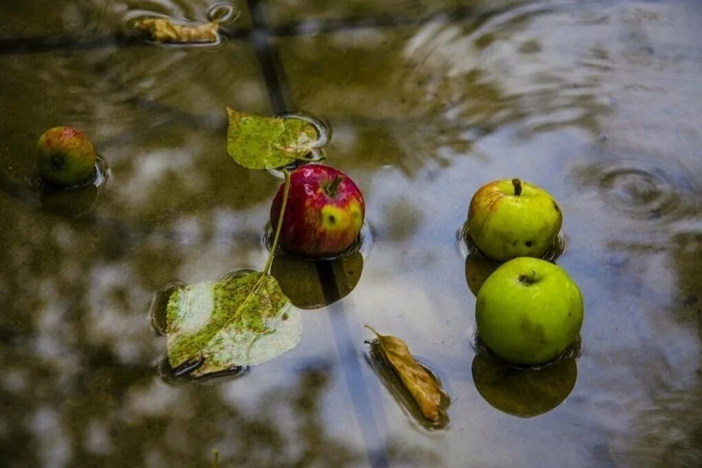 Август дождь. Дождь. Осенний сад. Августовский туман. Лето дождь.