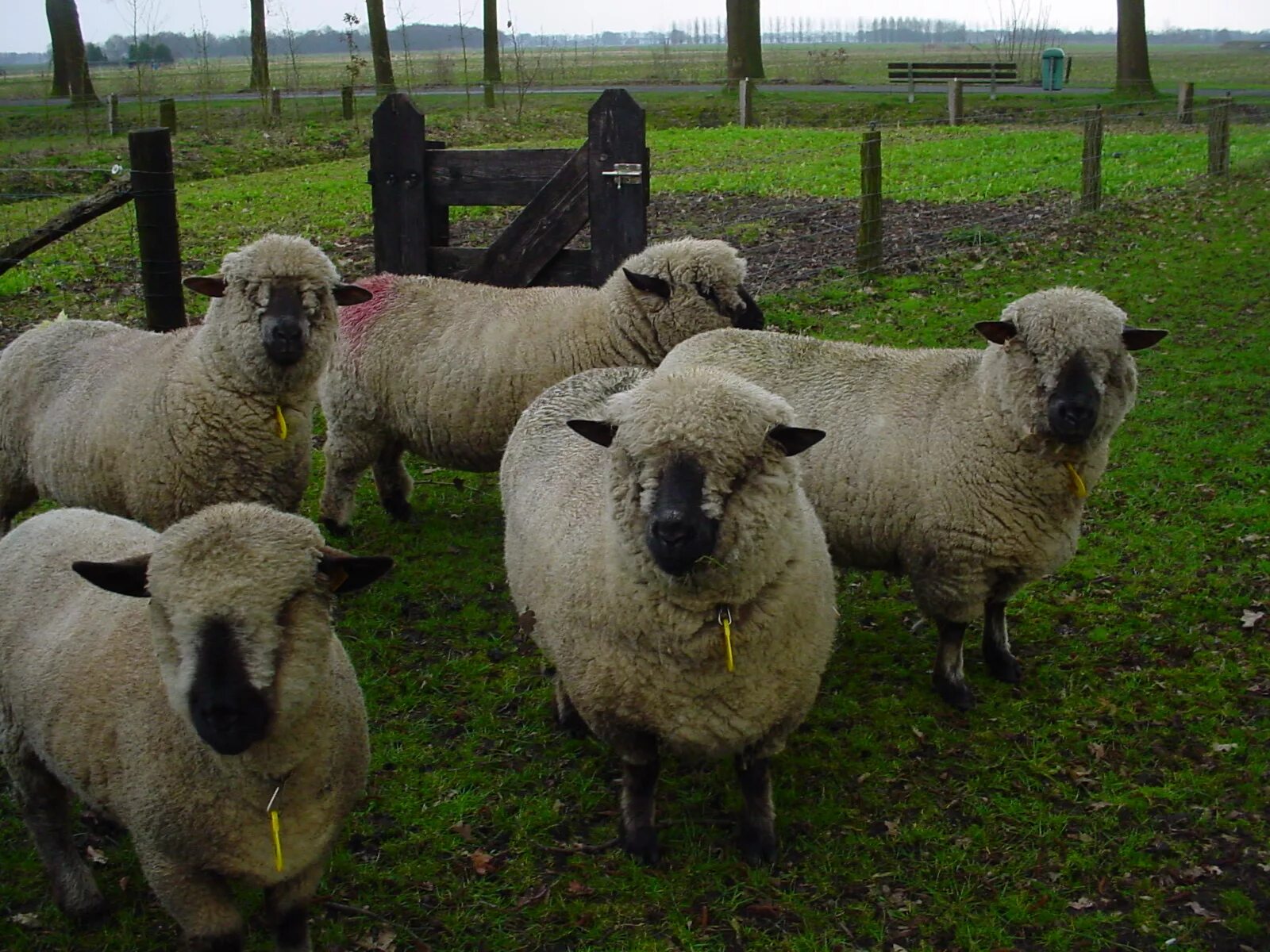 Авито породы овец. Гемпшир порода овец. Сараджинская порода овец. Овцы породы Уилтшир Хорн. Мясошерстная порода овец.
