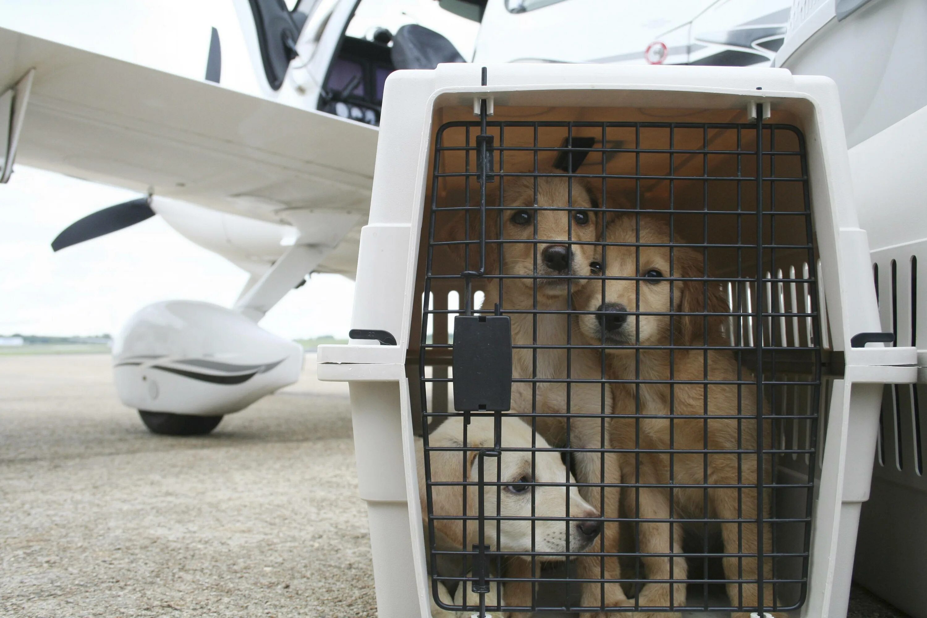 Отсек для перевозки животных в самолете. Перевозка собак в самолете. Багажный отсек для животных. Багажный отсек для животных в самолете.